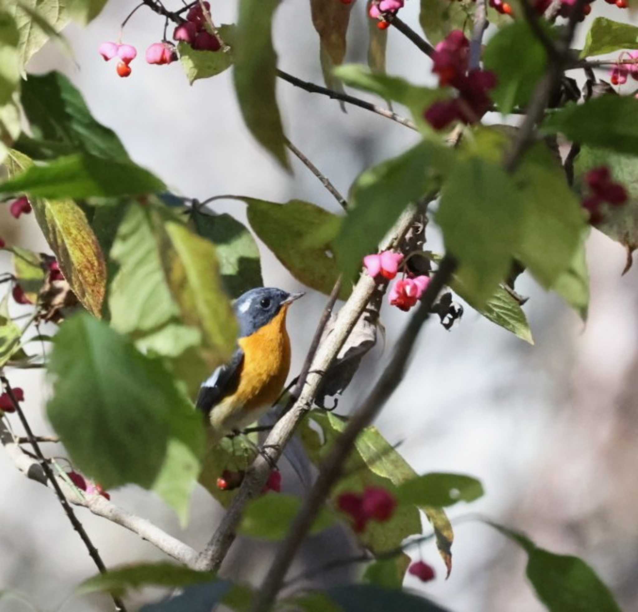 Mugimaki Flycatcher