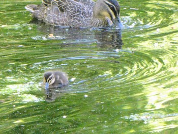 Pacific Black Duck Hyde Park, Perth, WA, Australia Sat, 10/7/2023