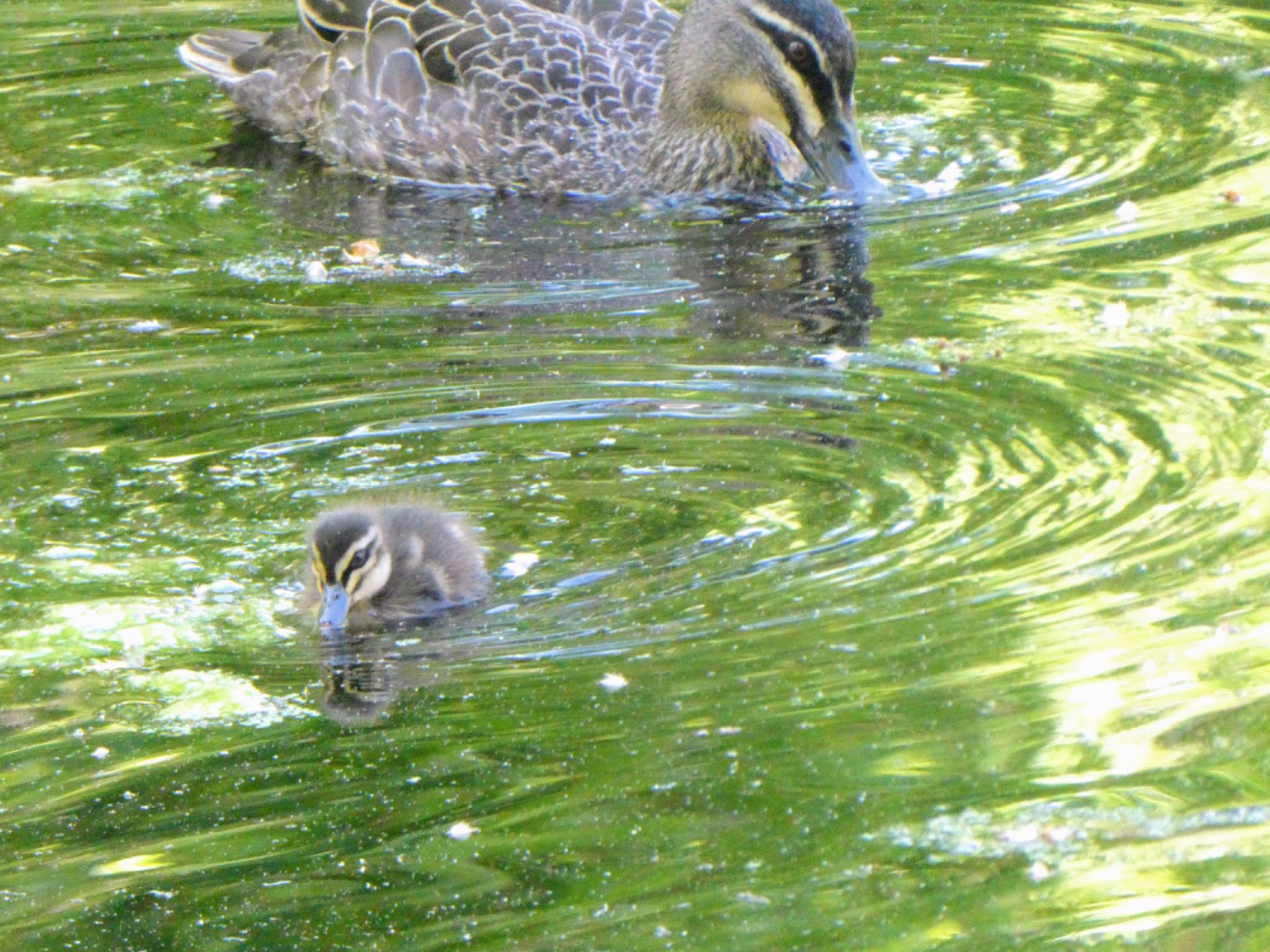 Hyde Park, Perth, WA, Australia マミジロカルガモの写真 by Maki