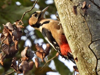 Great Spotted Woodpecker 各務野自然遺産の森 Fri, 10/13/2023