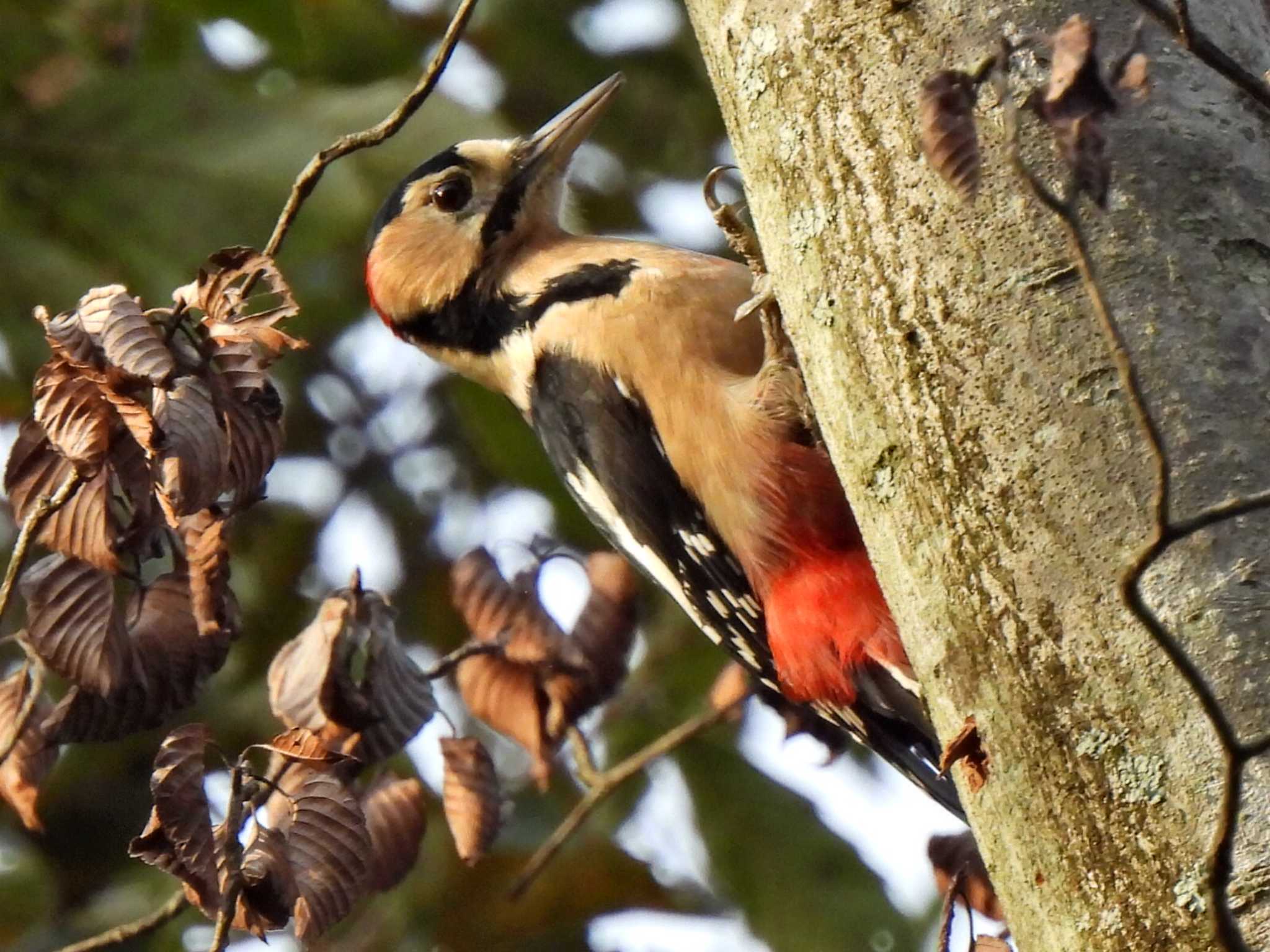 Photo of Great Spotted Woodpecker at 各務野自然遺産の森 by 寅次郎