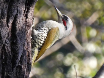 Japanese Green Woodpecker 各務野自然遺産の森 Mon, 10/23/2023