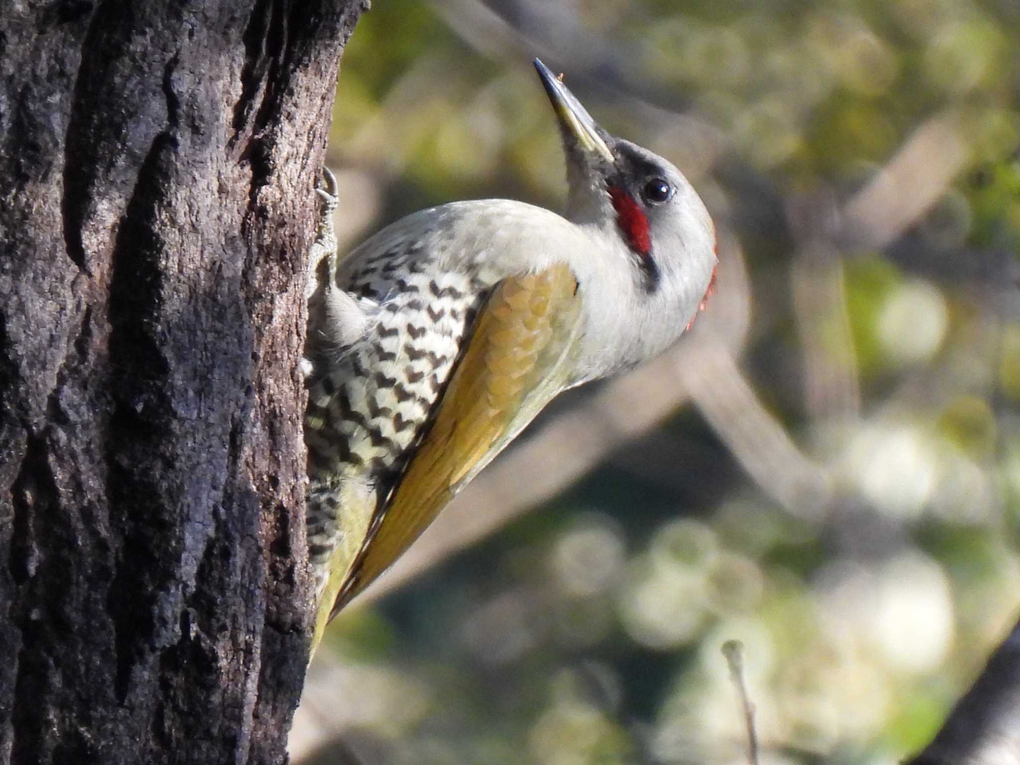 Photo of Japanese Green Woodpecker at 各務野自然遺産の森 by 寅次郎