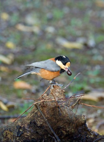 2023年10月22日(日) 赤塚公園の野鳥観察記録