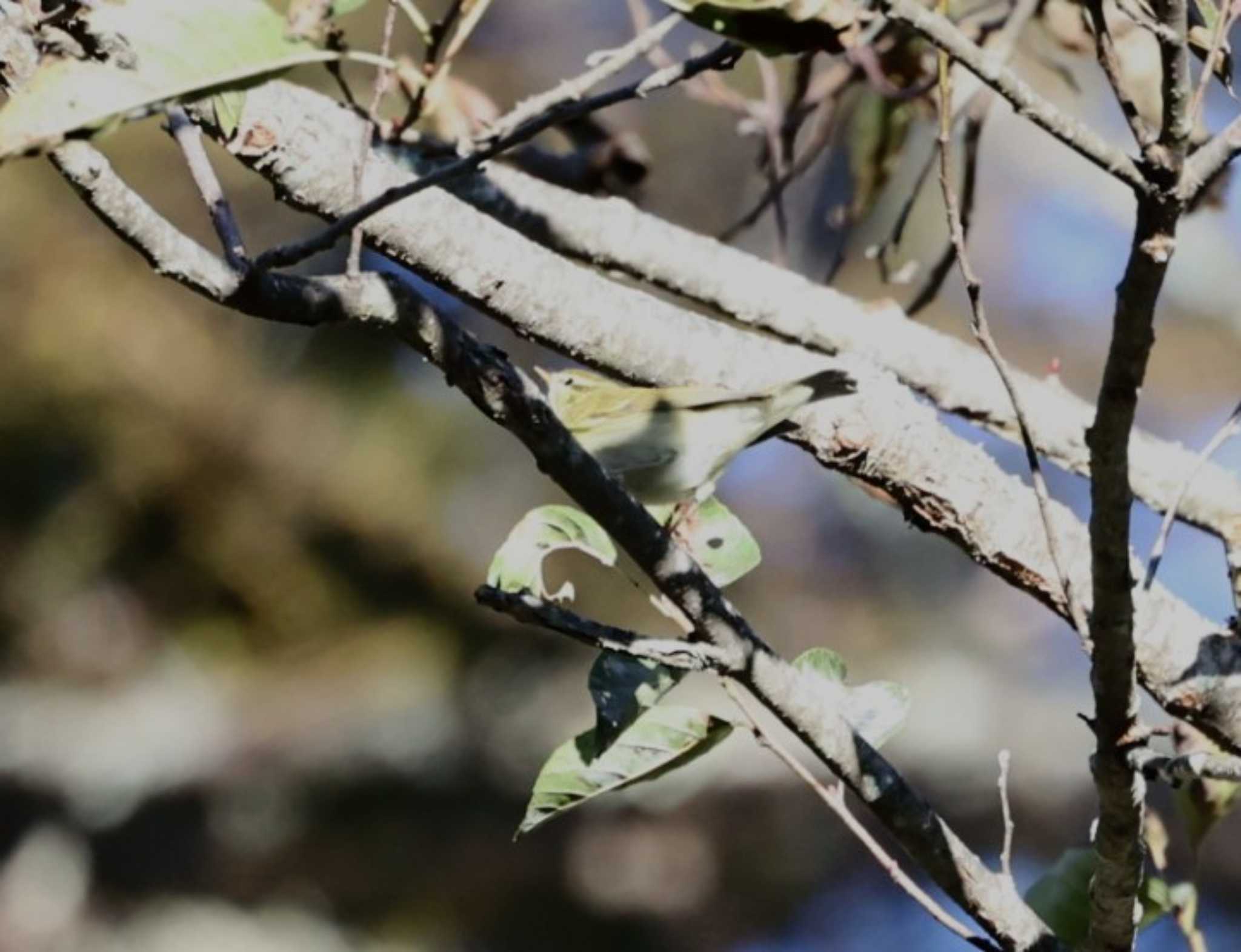 Kamchatka Leaf Warbler