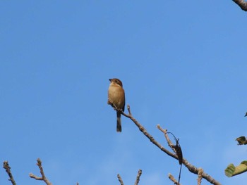 2023年10月21日(土) 相模川の野鳥観察記録