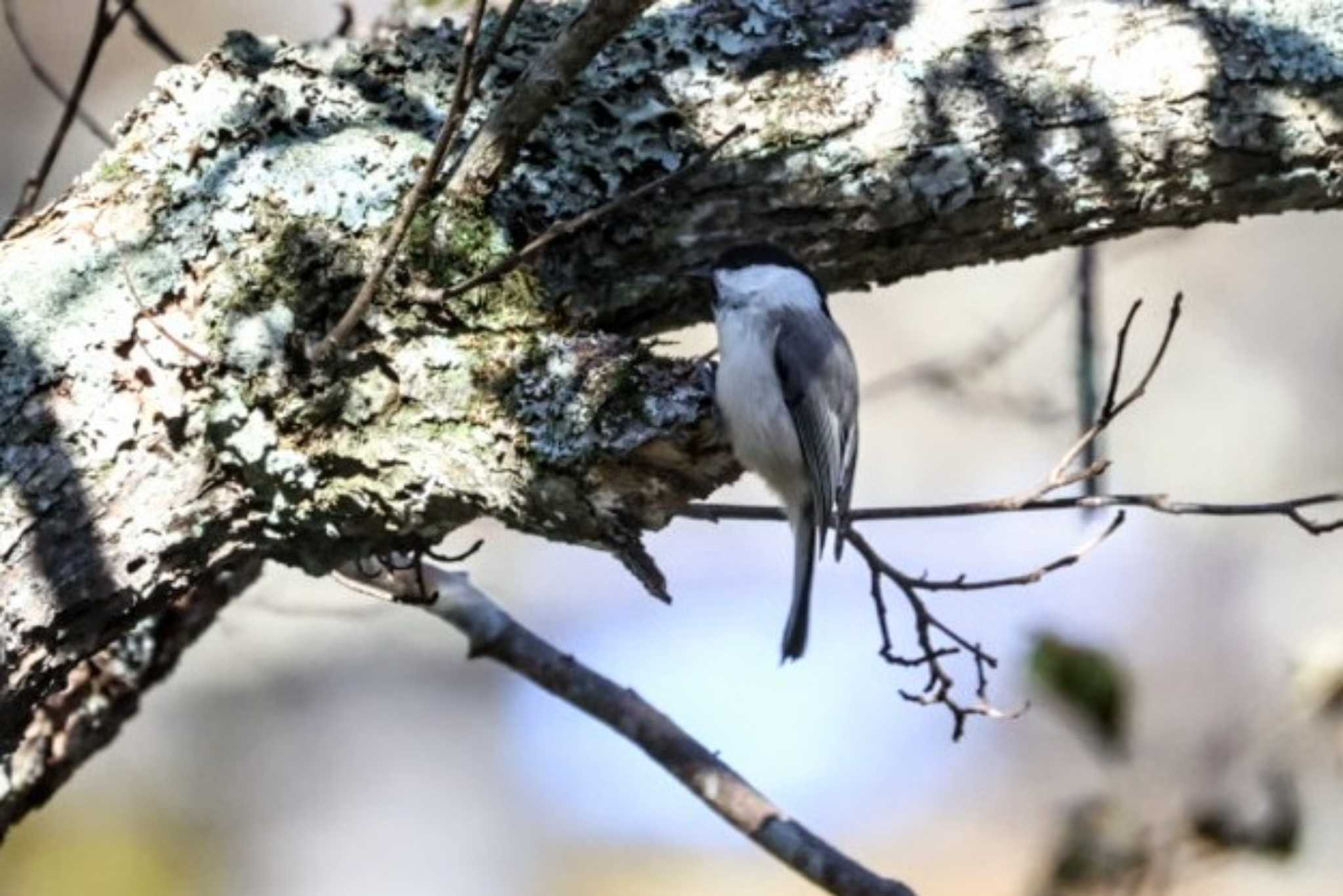 Photo of Willow Tit at Togakushi Forest Botanical Garden by カルル