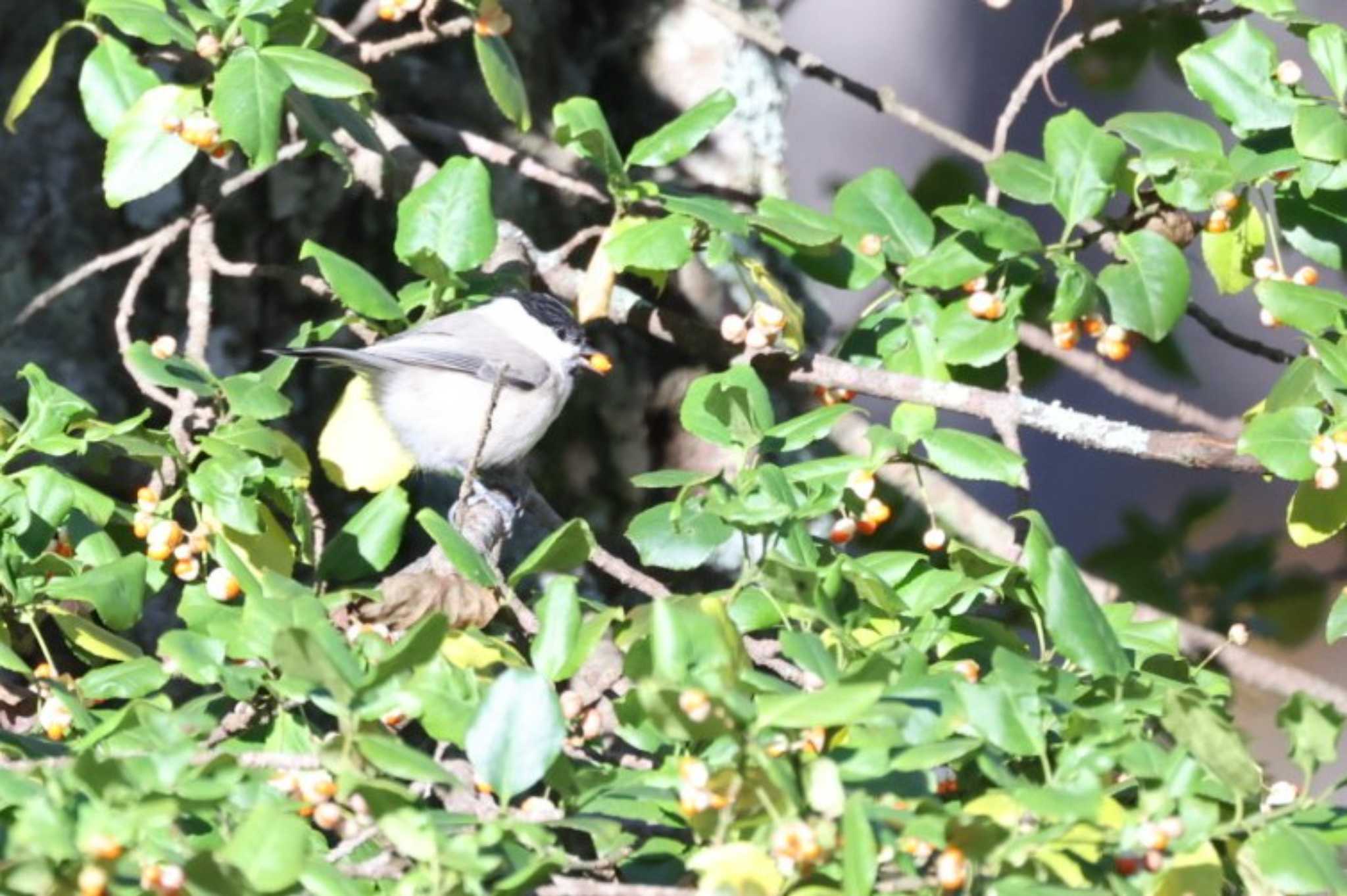 Photo of Willow Tit at Togakushi Forest Botanical Garden by カルル