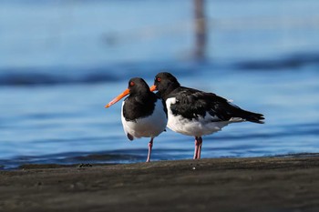 ミヤコドリ ふなばし三番瀬海浜公園 2023年10月22日(日)