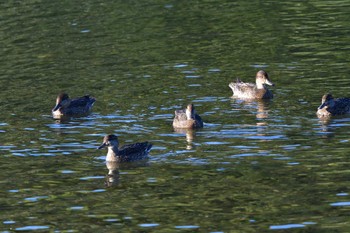 コガモ 長浜公園 2023年10月24日(火)