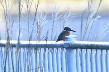 カワセミ 長浜公園 2023年10月24日(火)