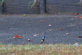 ジョウビタキ 長浜公園 2023年10月24日(火)