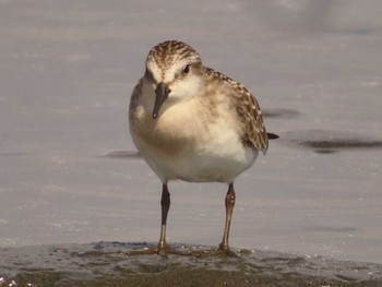 Red-necked Stint Sambanze Tideland Sat, 9/30/2023