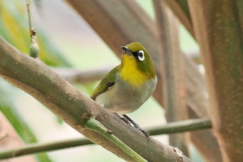 Malagasy White-eye