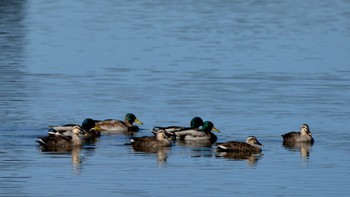 マガモ 磐田大池 2023年10月22日(日)