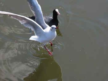 ユリカモメ 舎人公園 撮影日未設定