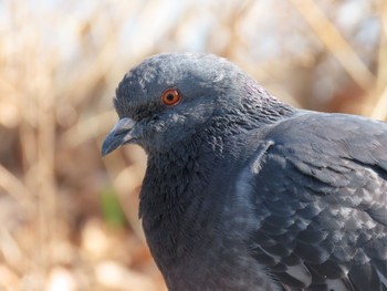 カワラバト 舎人公園 撮影日未設定