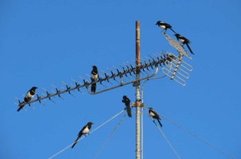 Eurasian Magpie 小郡市 Tue, 10/24/2023