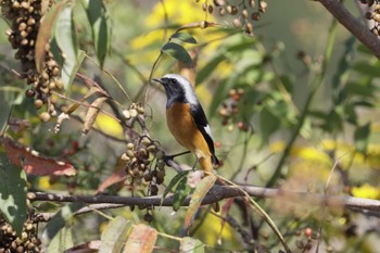 Daurian Redstart 和歌山市 Tue, 10/24/2023