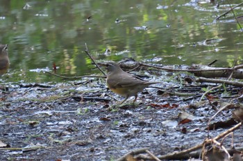 Eyebrowed Thrush Mizumoto Park Sun, 10/22/2023