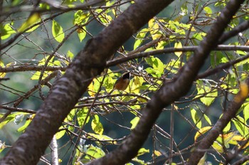 2023年10月23日(月) 庭田山頂公園の野鳥観察記録