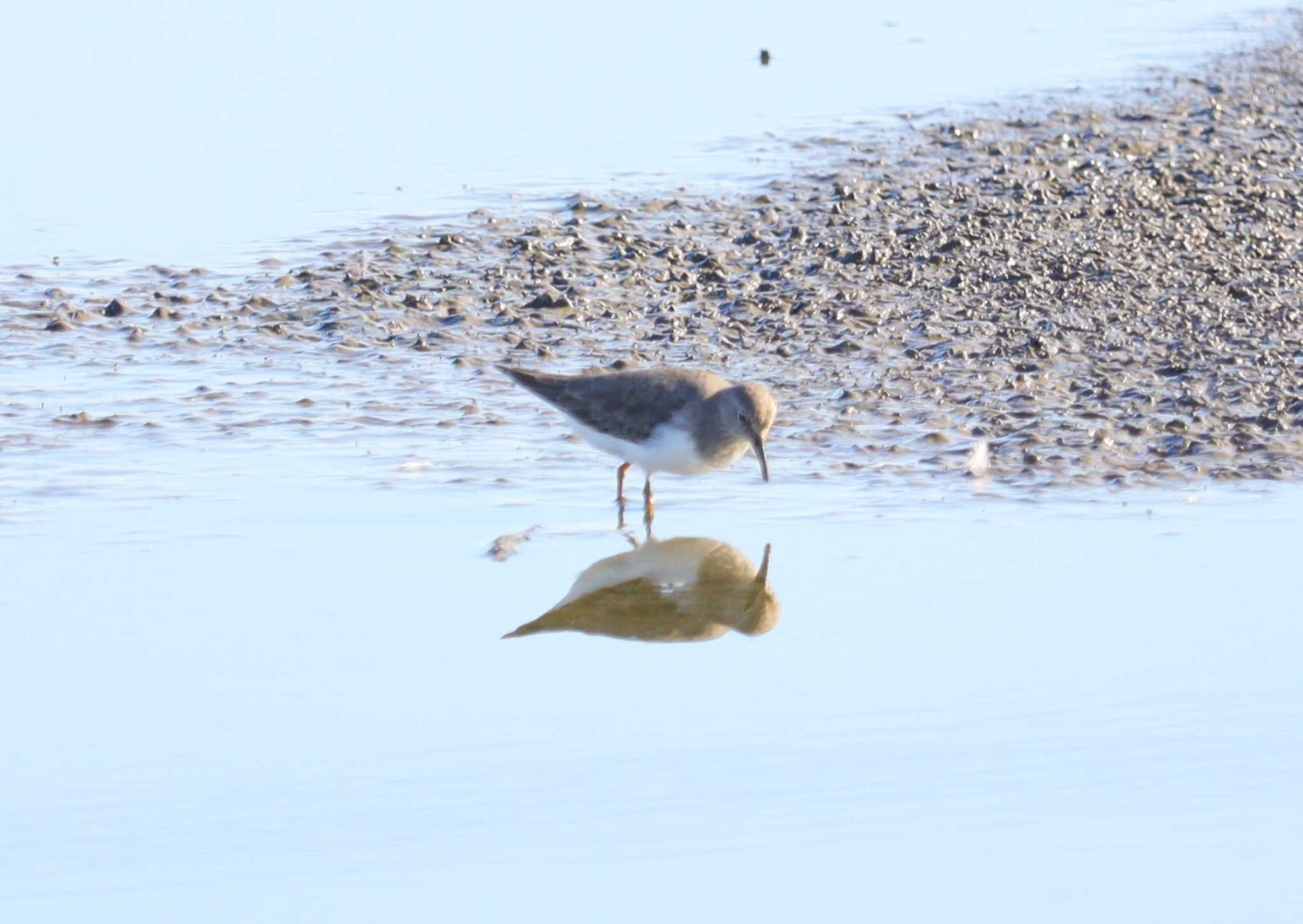 Temminck's Stint