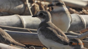 メダイチドリ ふなばし三番瀬海浜公園 2023年10月24日(火)