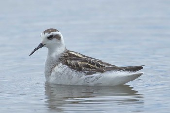 Red-necked Phalarope Unknown Spots Mon, 9/10/2018