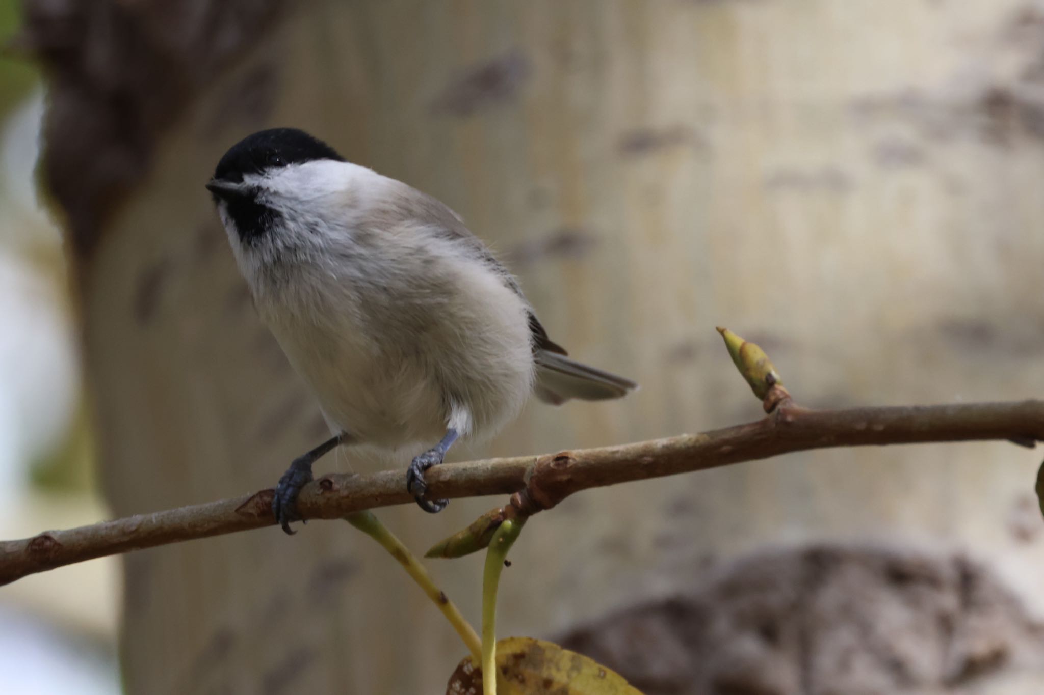 Marsh Tit