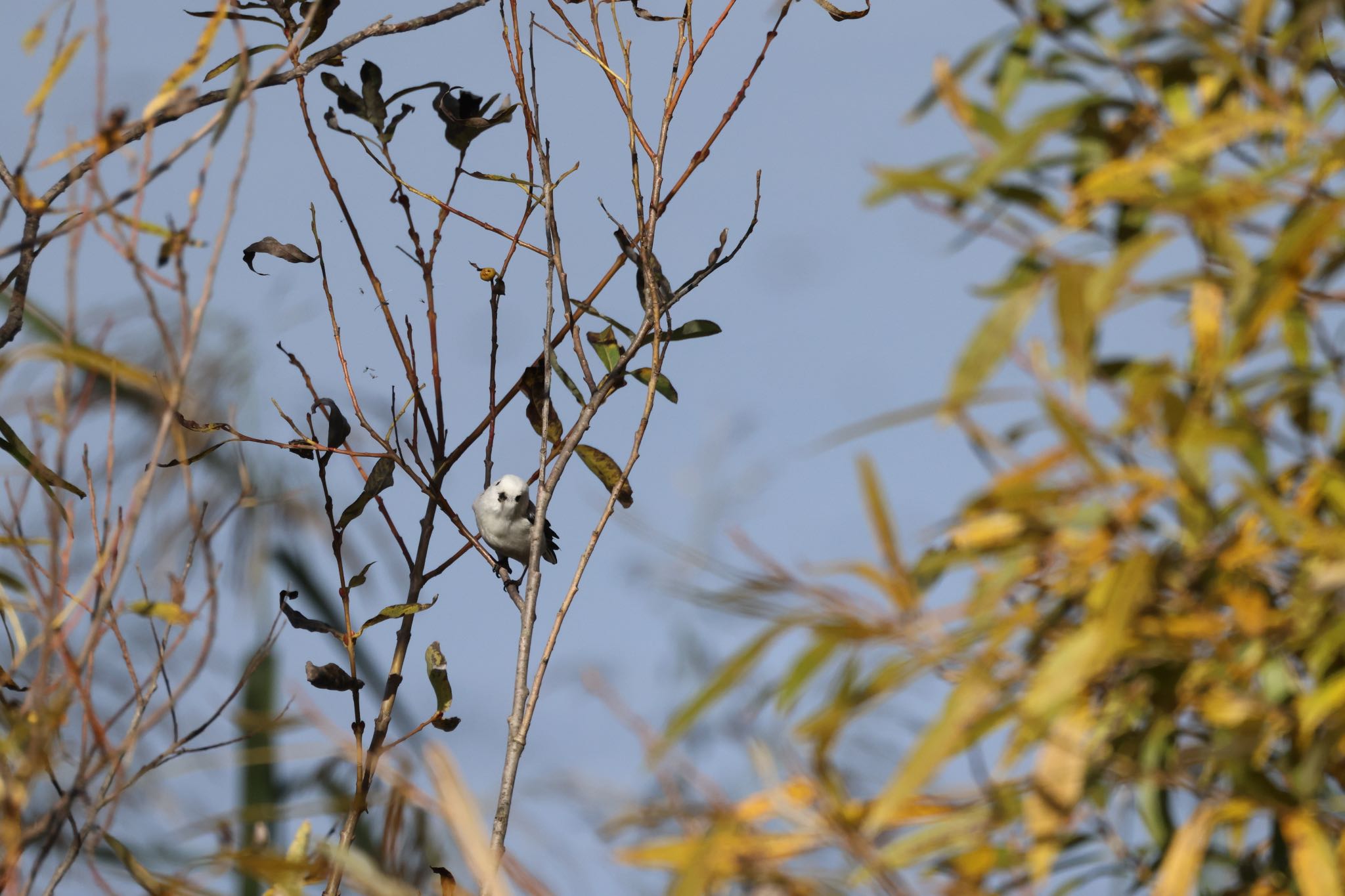 Photo of Long-tailed tit(japonicus) at 札幌モエレ沼公園 by will 73