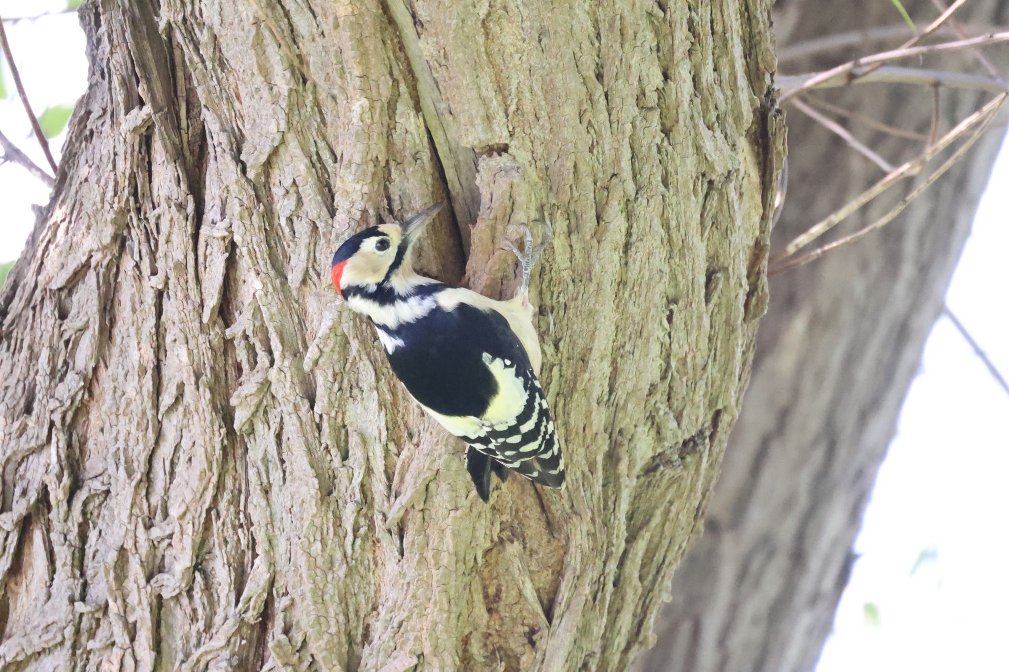 Photo of Great Spotted Woodpecker at 札幌モエレ沼公園 by will 73