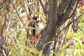 2023年10月24日(火) 札幌モエレ沼公園の野鳥観察記録