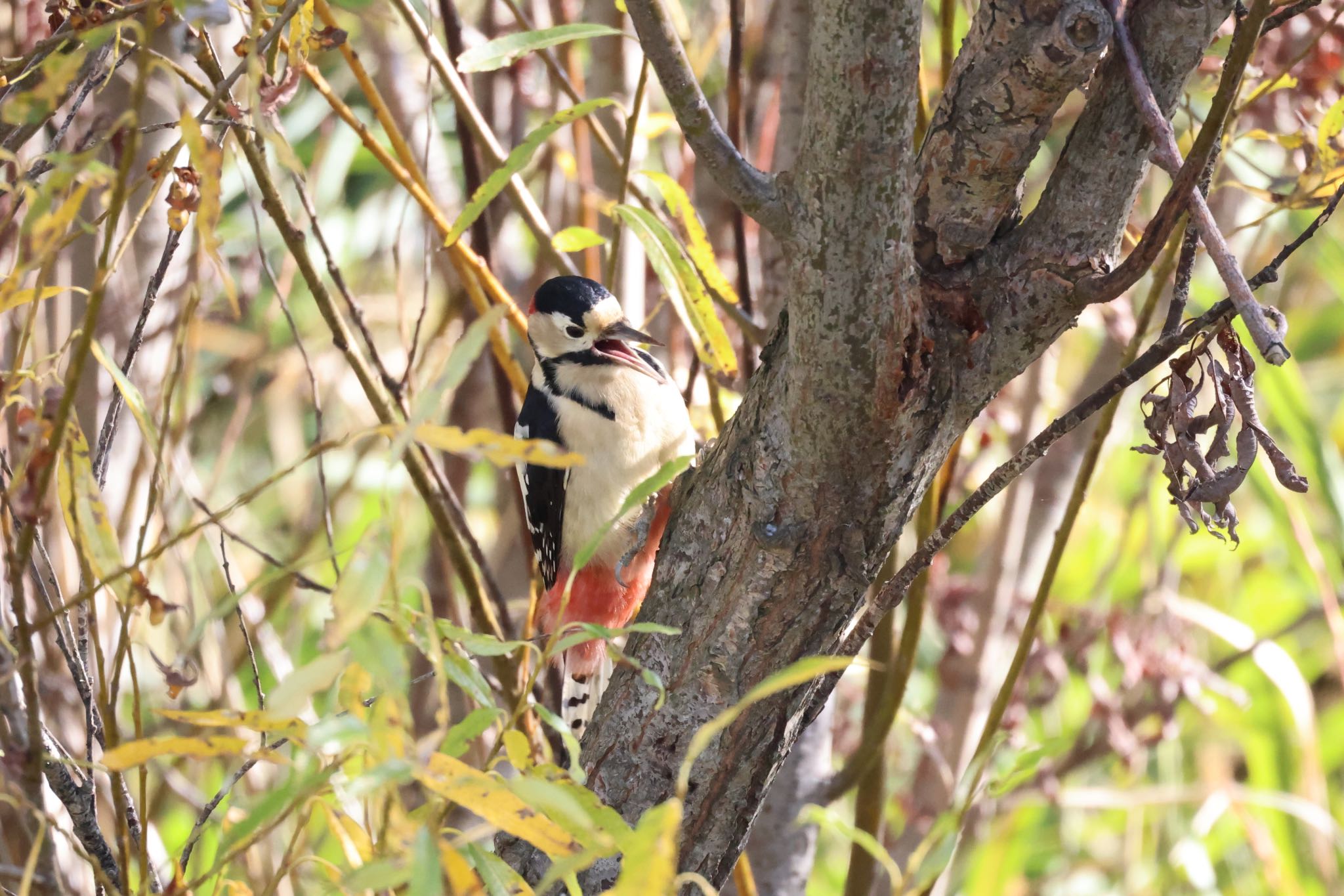Photo of Great Spotted Woodpecker at 札幌モエレ沼公園 by will 73