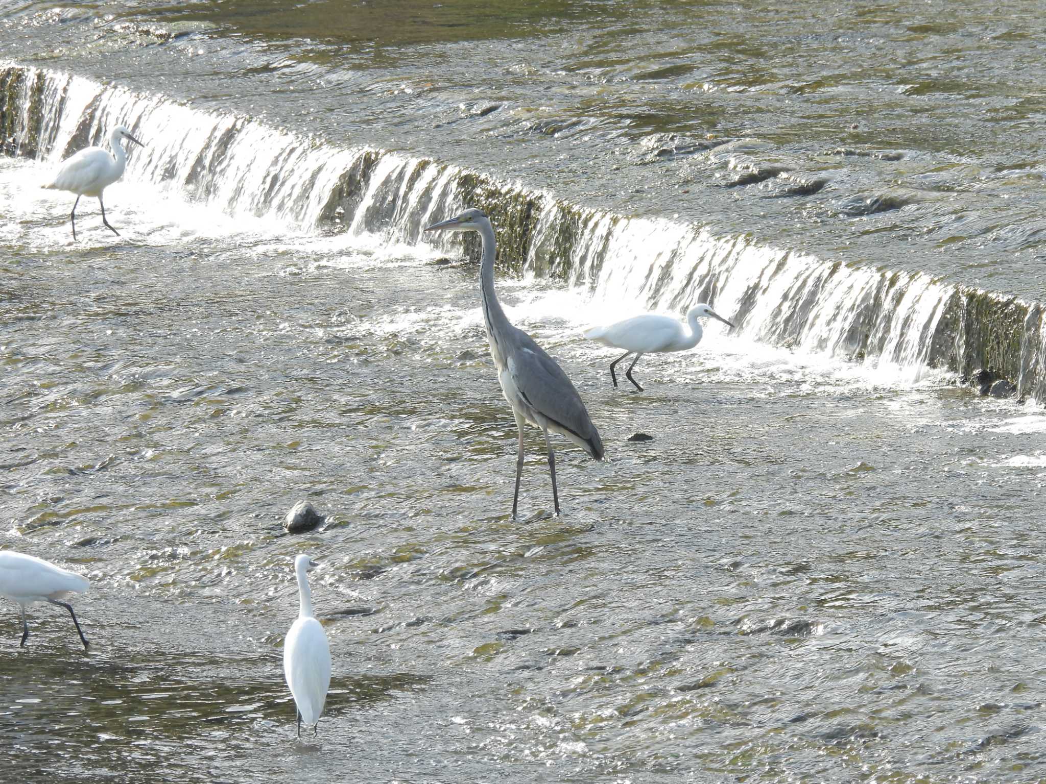 アオサギ