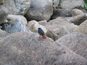 Plumbeous Water Redstart Doi Angkhang View Point Fri, 1/27/2017