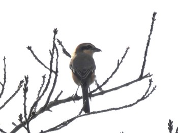 2023年10月24日(火) 京都府立植物園の野鳥観察記録