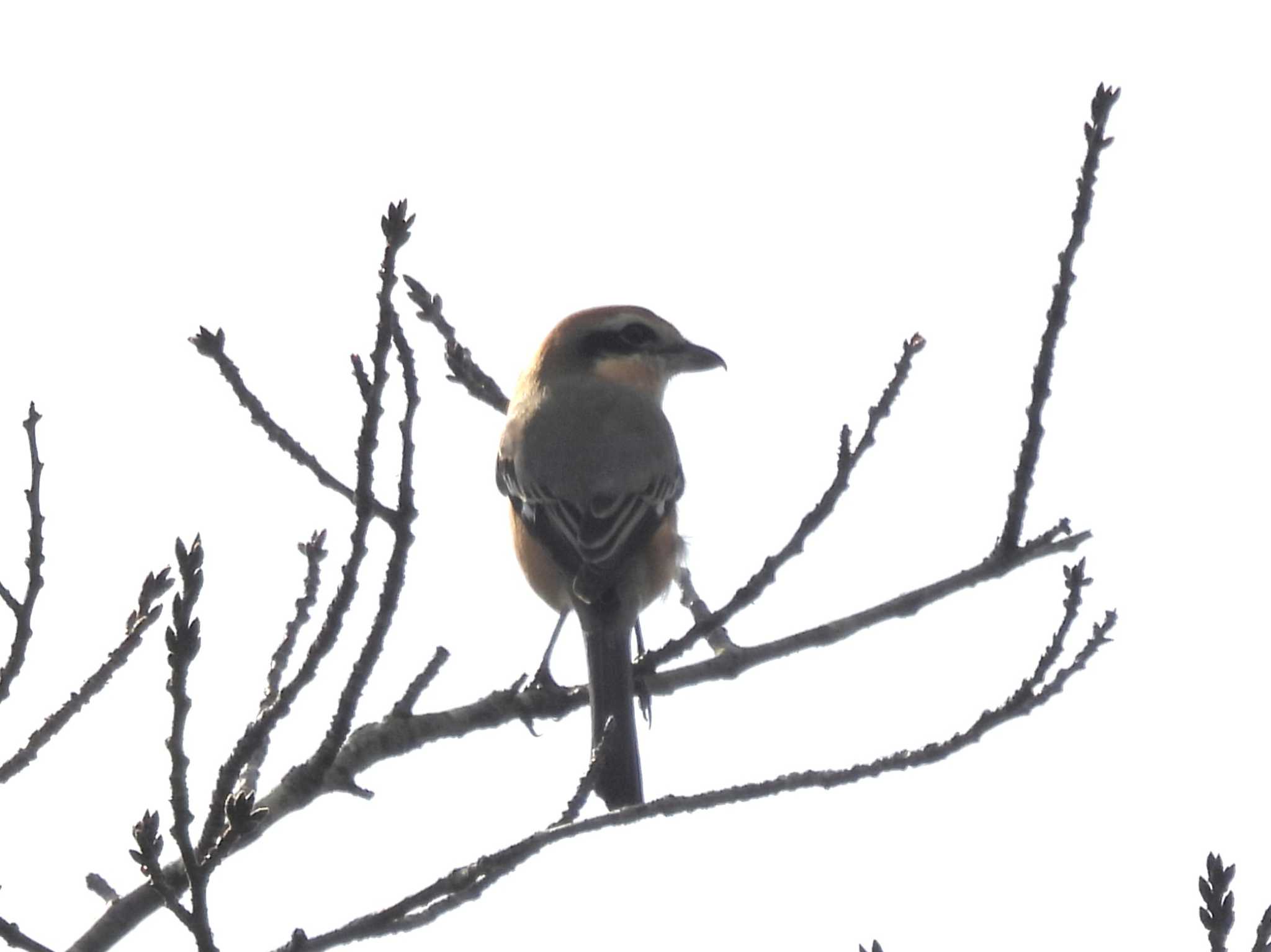 Bull-headed Shrike