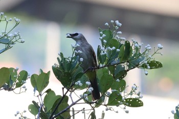 Yellow-vented Bulbul Kim Seng Park Thu, 10/19/2023