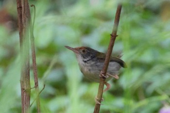 Common Tailorbird Kim Seng Park Thu, 10/19/2023