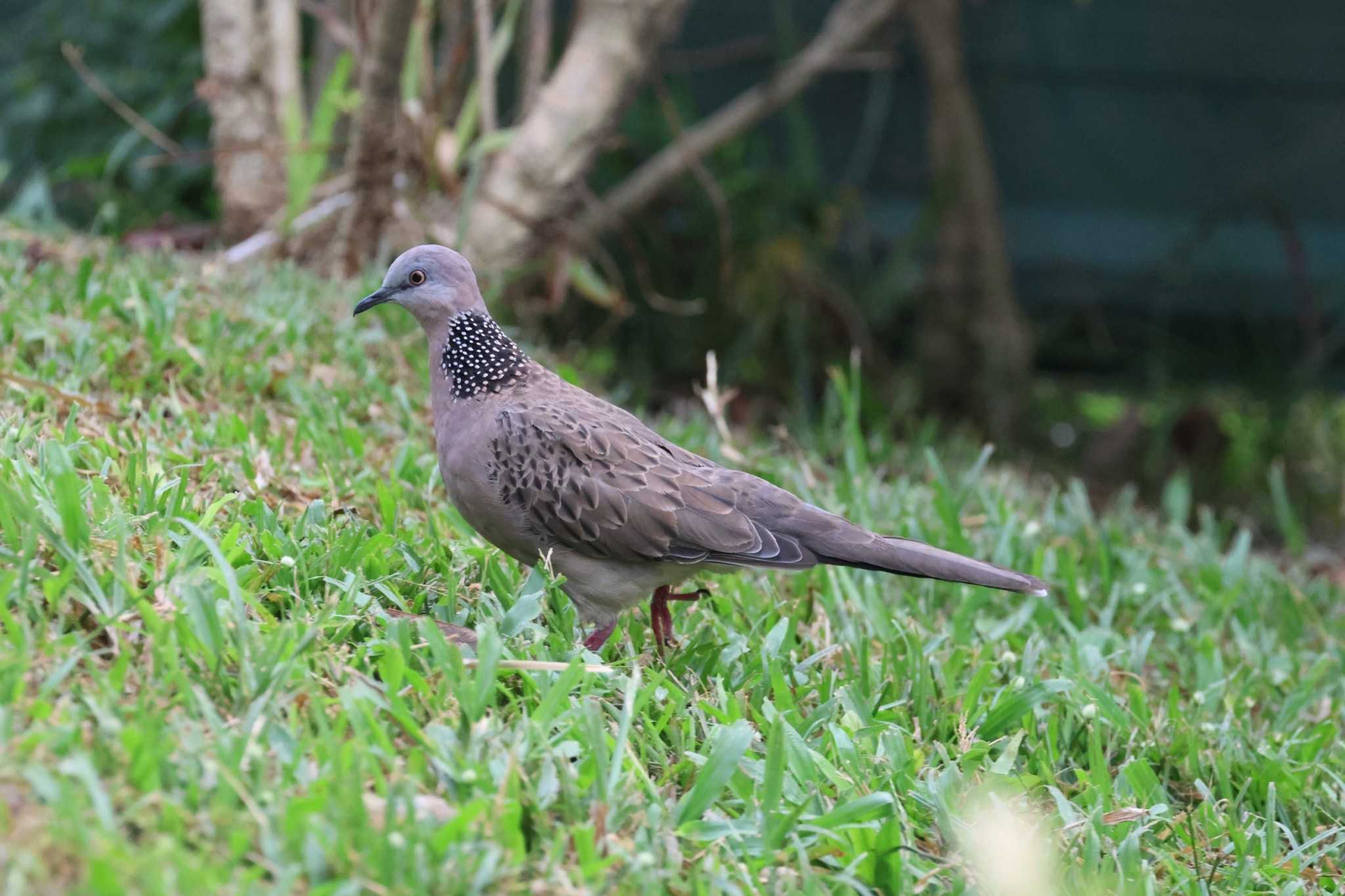 Photo of Spotted Dove at Kim Seng Park by ぼぼぼ