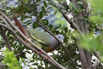 Pink-necked Green Pigeon Kim Seng Park Thu, 10/19/2023