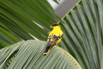 Black-naped Oriole Kim Seng Park Thu, 10/19/2023