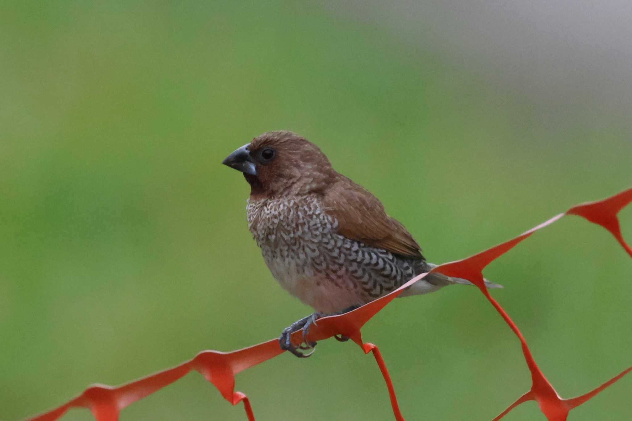 Photo of Scaly-breasted Munia at Kim Seng Park by ぼぼぼ