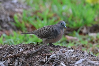 Zebra Dove Kim Seng Park Thu, 10/19/2023