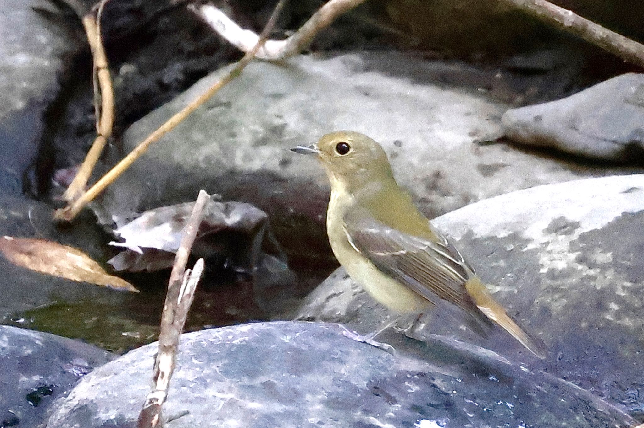 Narcissus Flycatcher