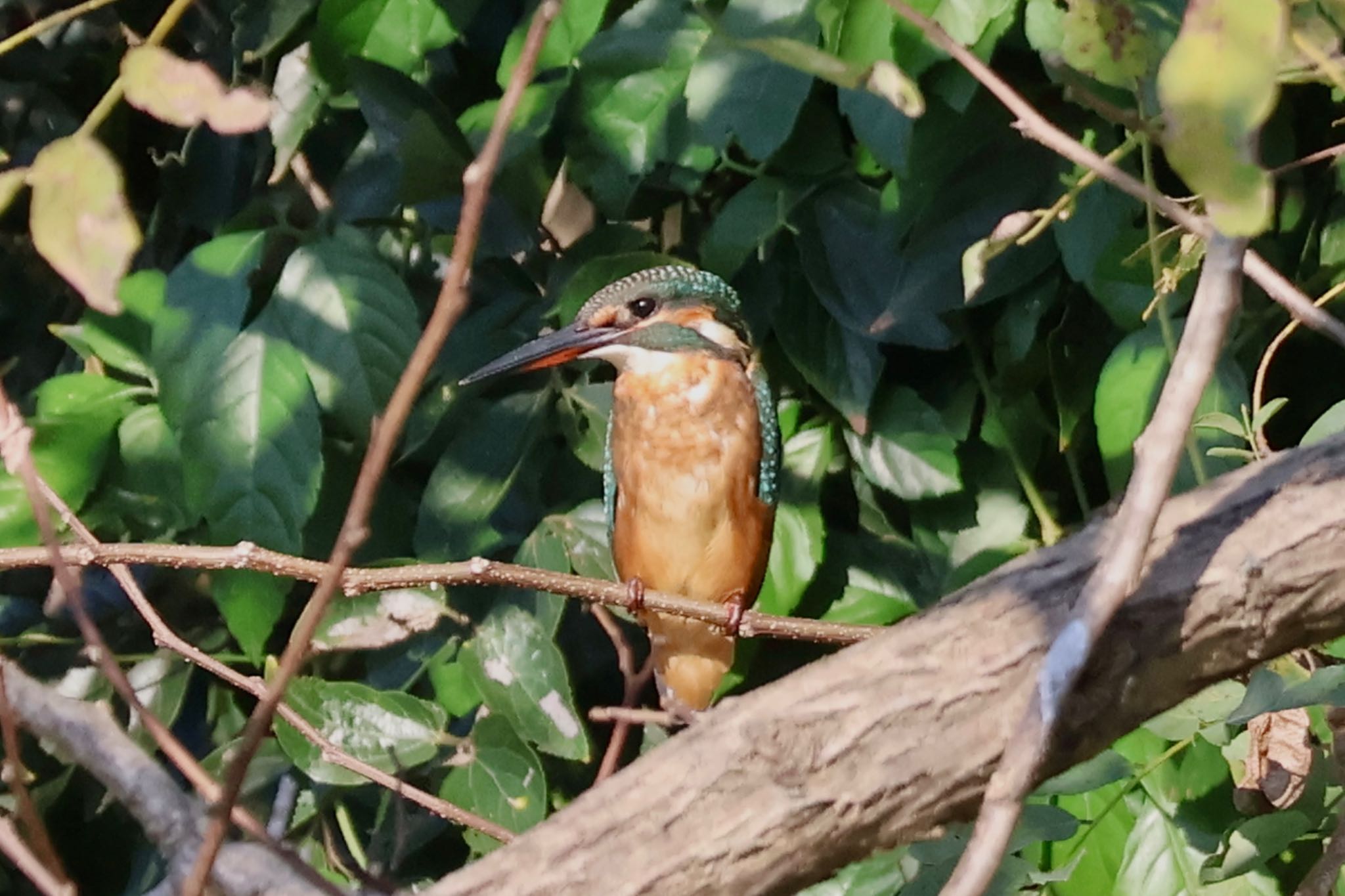 Common Kingfisher