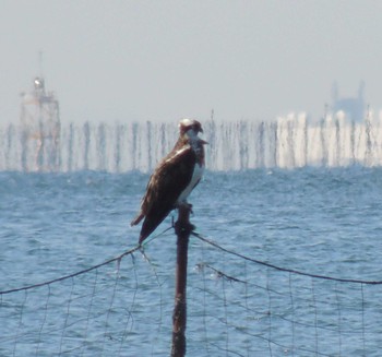 ミサゴ ふなばし三番瀬海浜公園 2023年10月24日(火)