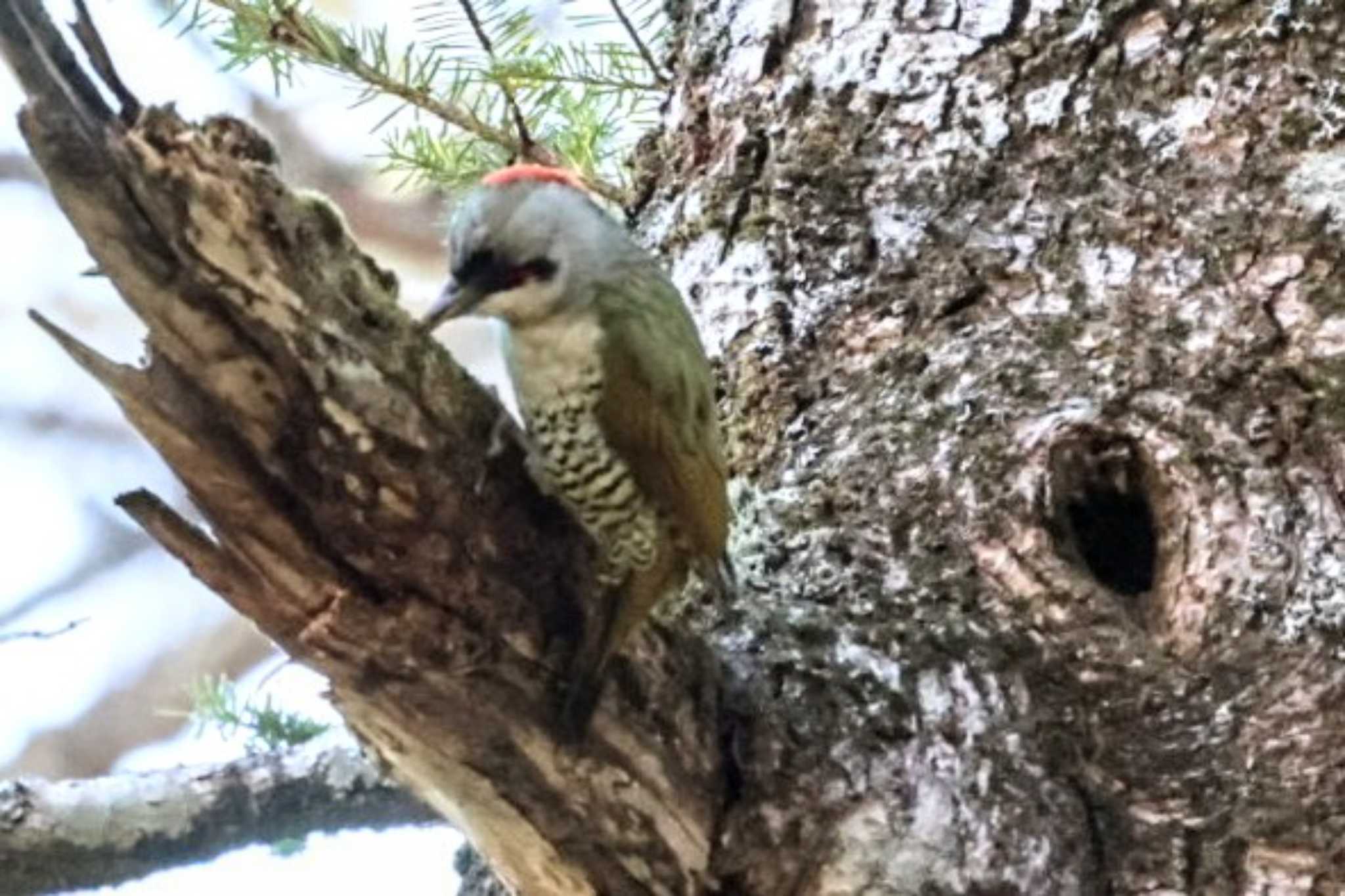 Japanese Green Woodpecker