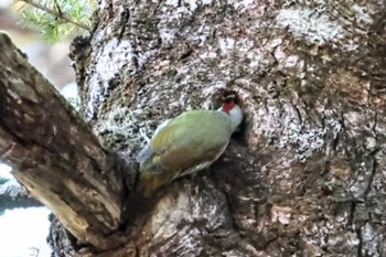 アオゲラ 戸隠森林植物園(戸隠森林公園) 2023年10月22日(日)