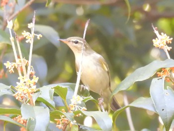 Sakhalin Leaf Warbler 京都府立植物園 Tue, 10/24/2023